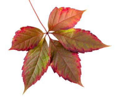 renkli sonbahar yaprak 