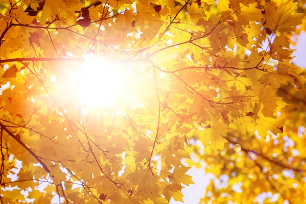 Foglie di alberi di autunno — Foto Stock