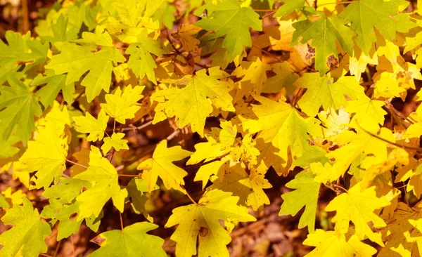 Esdoorn bladeren in het bos — Stockfoto