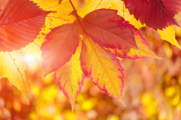 Bladeren van de herfst bomen — Stockfoto