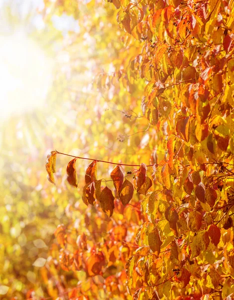 Herfst kleurrijke bladeren — Stockfoto