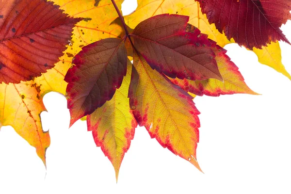 Foglie d'autunno colorate — Foto Stock