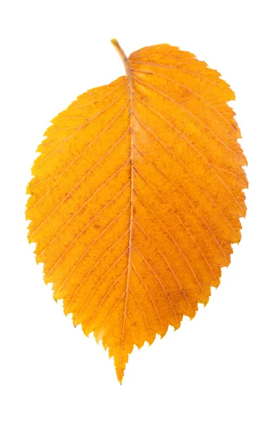 Feuille d'automne colorée — Photo