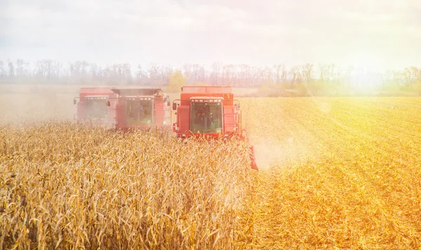 Combines harvest on the field — ストック写真