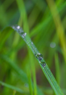 Çiy damlalı çimenler 