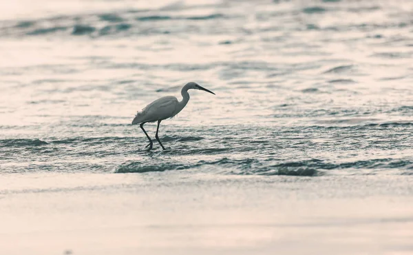 Héron blanc sauvage marche — Photo