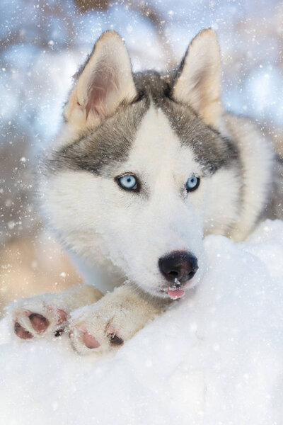 Husky puppy with blue eyes lying on the snow