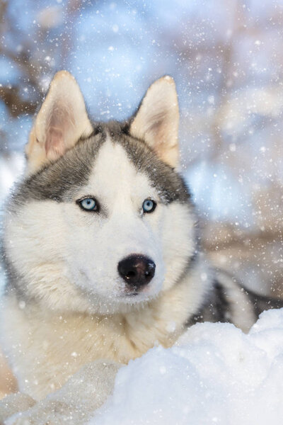 Husky puppy with blue eyes lying on the snow