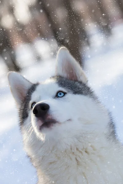 蓝眼睛的哈士奇小狗 — 图库照片