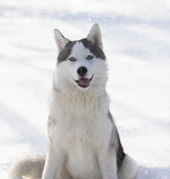 Husky pup met blauwe ogen — Stockfoto