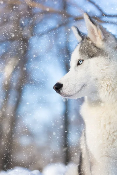 Husky valp med blå ögon — Stockfoto