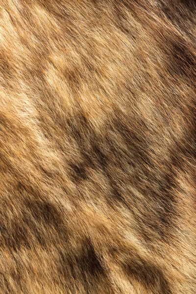 Texture of natural fur — Stock Photo, Image
