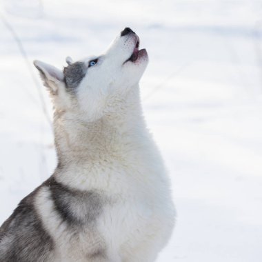 Kışın Husky açık havada