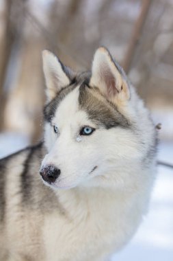 mavi gözlü Husky köpek 