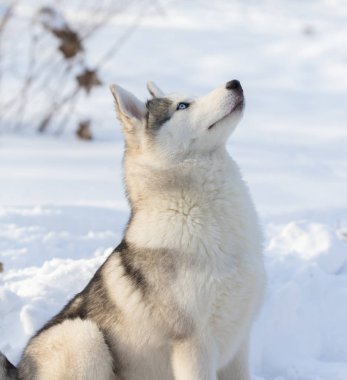 Kışın açık havada Husky köpek yavrusu