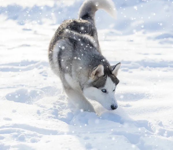 Husky Hund mit blauen Augen — Stockfoto