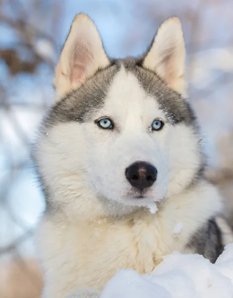 Pies Husky o niebieskich oczach — Zdjęcie stockowe