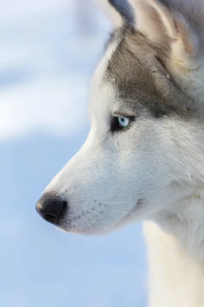 Husky porträtt av en hund — Stockfoto