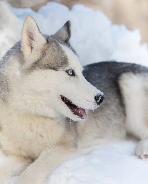 Husky pup met blauwe ogen buitenshuis — Stockfoto
