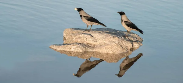 Two crows on a stone — Stock Photo, Image