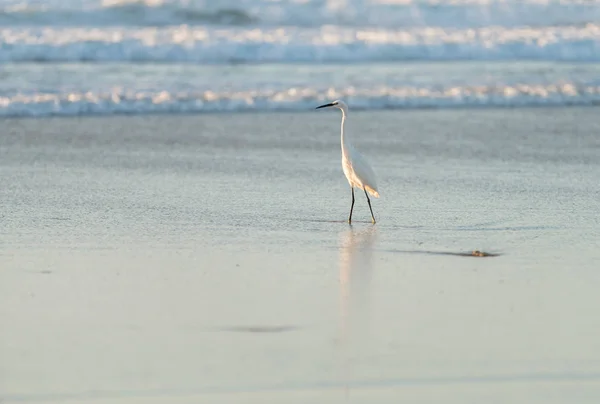 Wild white heron — Stock Photo, Image