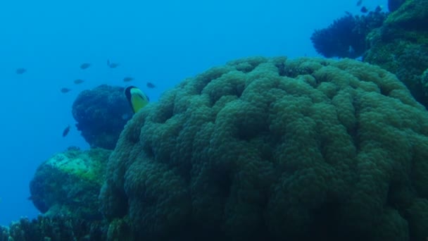 The underwater world — Stock Video