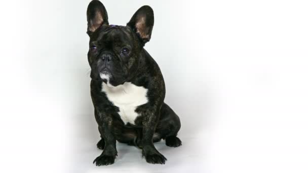 Hund Französische Bulldogge sitzend — Stockvideo