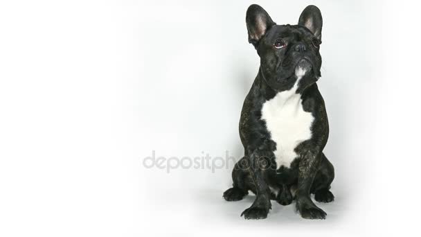 Dog French bulldog sitting — Stock Video