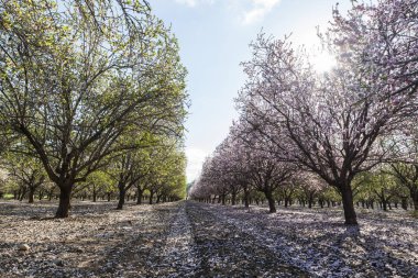 Bahçe çiçekli meyve ağaçları ile