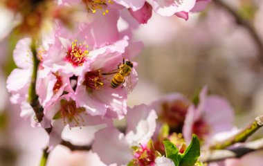 şeftali çiçek ağaç 