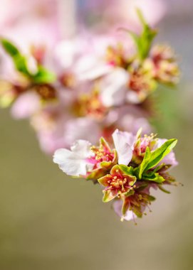 çiçek açması şeftali ağacı dalı 