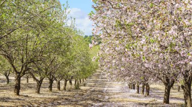 Bahçe çiçekli meyve ağaçları ile