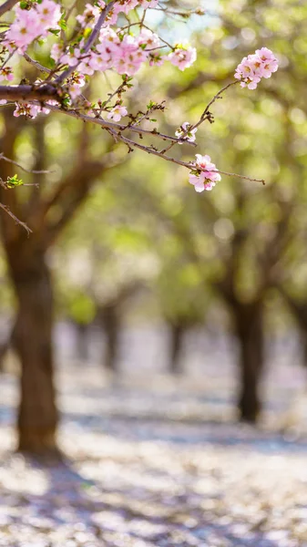 복숭아 꽃이 만발한 나무 — 스톡 사진
