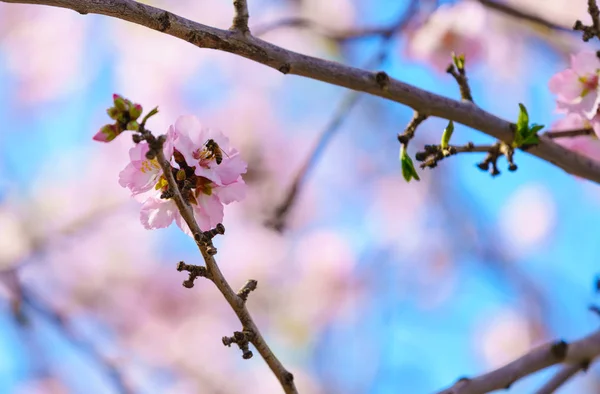 盛开的桃花树分支 — 图库照片