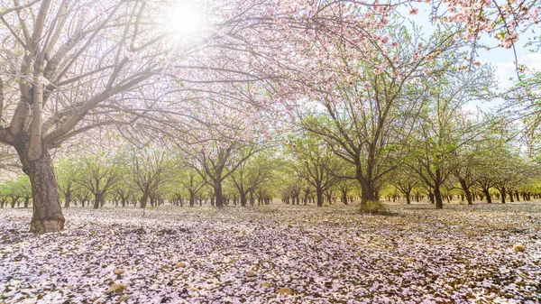 Tuin met bloeiende fruitbomen — Stockfoto