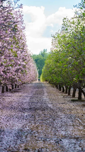 Tuin met bloeiende fruitbomen — Stockfoto