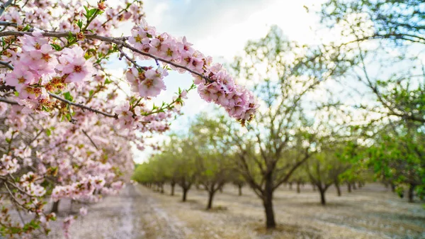 Jardim com árvores frutíferas floridas — Fotografia de Stock