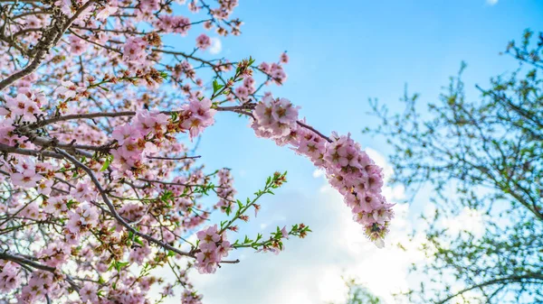 Квітуча гілка персикового дерева — стокове фото