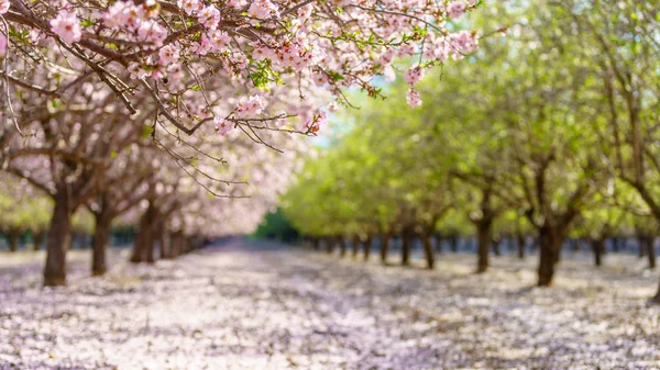 Tuin met bloeiende fruitbomen — Stockfoto