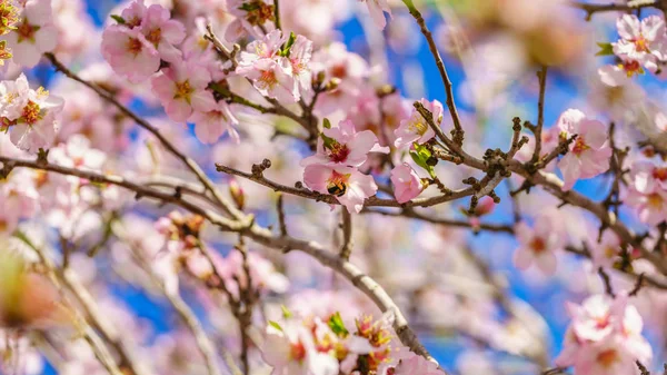 Árvore de pêssego florescente — Fotografia de Stock