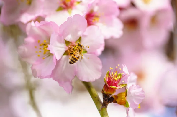 Цвітіння персика дерево — стокове фото