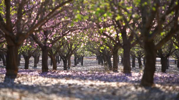 Jardin avec des pêchers en fleurs — Video