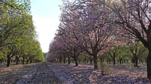 Сад с персиковыми деревьями — стоковое видео