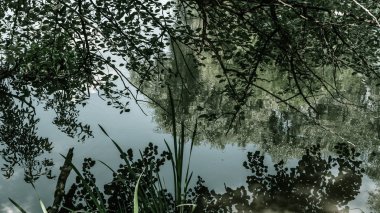 Sudaki ağaçların yansıması