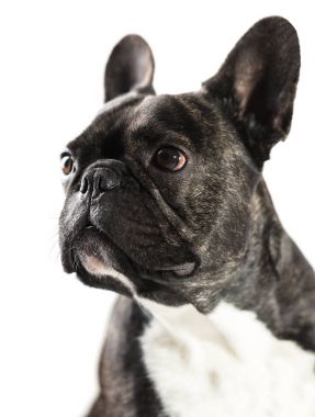 Fransız Bulldog köpek yakın çekim