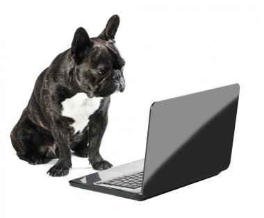 Fransız bulldog arıyorum 