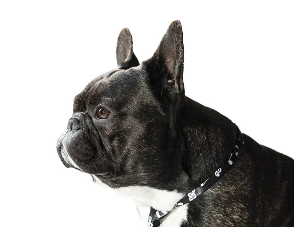 Cane Bulldog francese in cravatta — Foto Stock