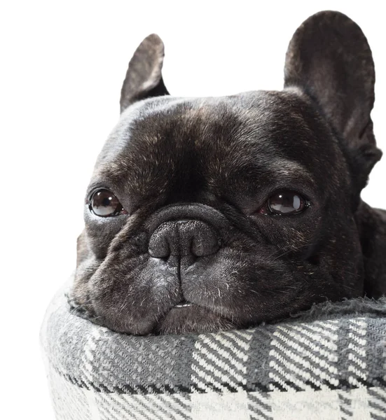 Bulldog francese sdraiato a letto primo piano — Foto Stock