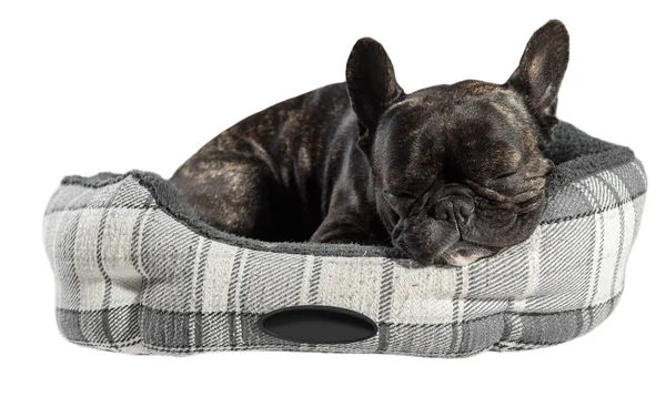 Bulldog francés dormir en la cama — Foto de Stock