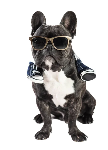 Französische Bulldogge mit Sonnenbrille — Stockfoto